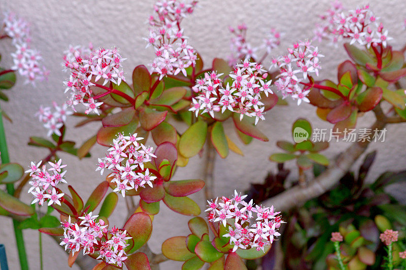 桂花/玉石植物/银杏花